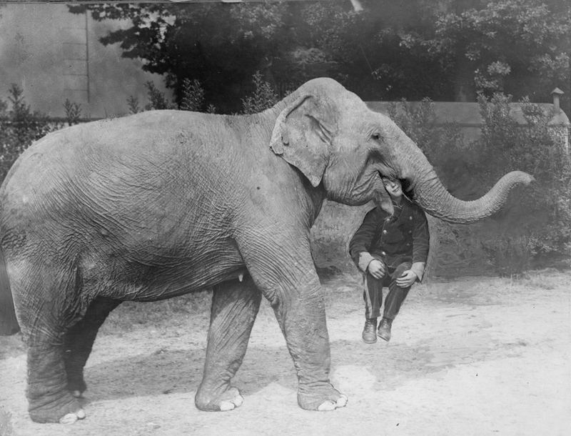 Illustration for article titled Strange Historic Photos Of Intelligent Animals